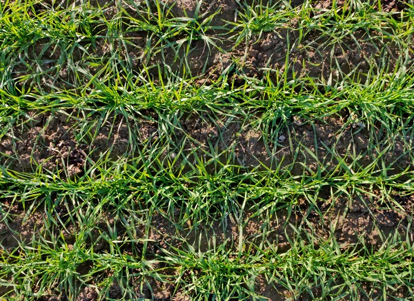 Growing wheat. — Stock Photo, Image