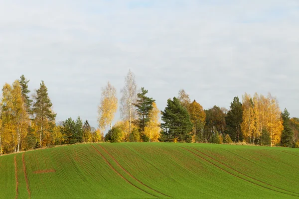 Schöne Landschaft. — Stockfoto