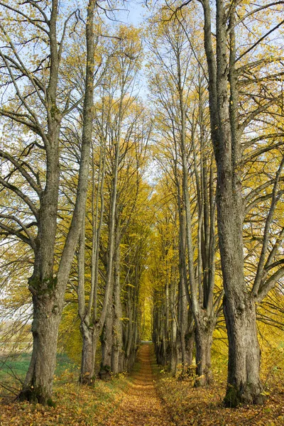Aveny av stora träd. — Stockfoto