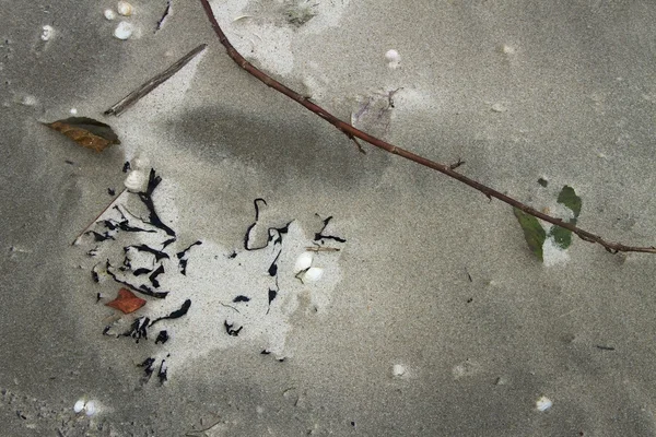 Naturaleza muerta. — Foto de Stock