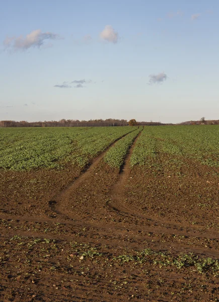 Landschaft. — Stockfoto