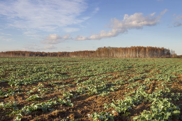 Champ de canola . — Photo