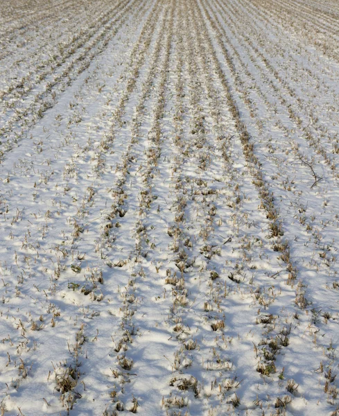 El campo en invierno . —  Fotos de Stock