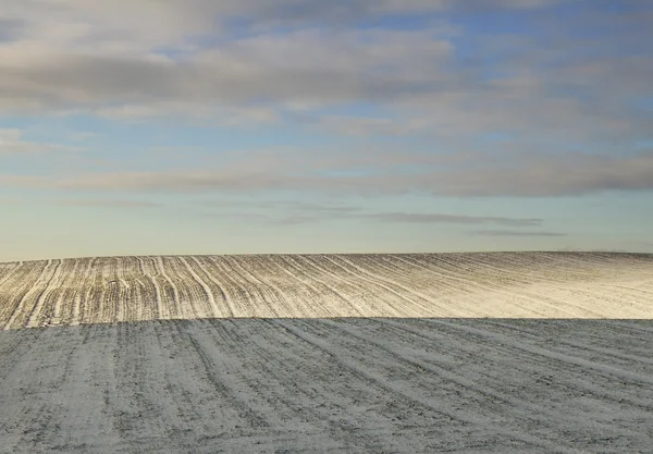 Campo em um inverno . — Fotografia de Stock