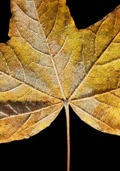 First frost. — Stock Photo, Image