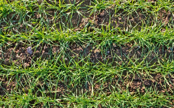 Growing wheat. — Stock Photo, Image