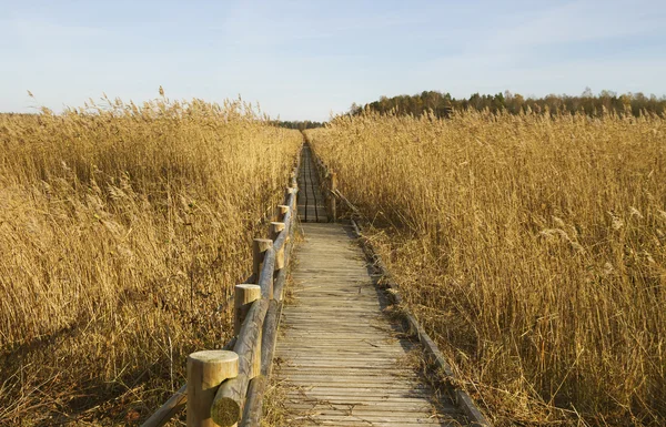 Sentiero in legno . — Foto Stock