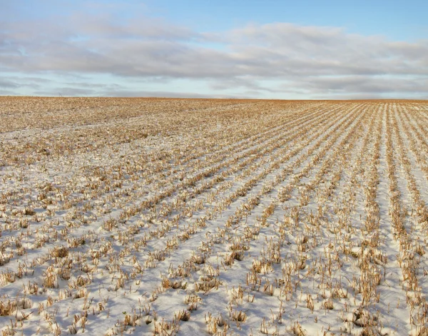 Campo nevado . — Fotografia de Stock