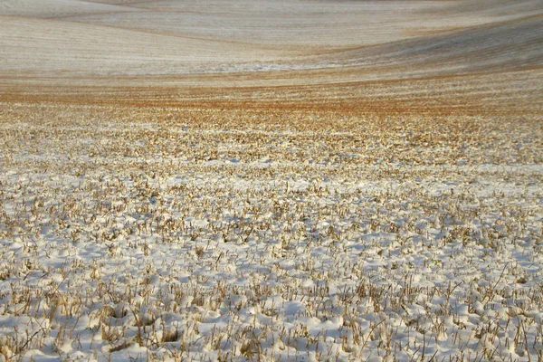 Campo cubierto de nieve . —  Fotos de Stock