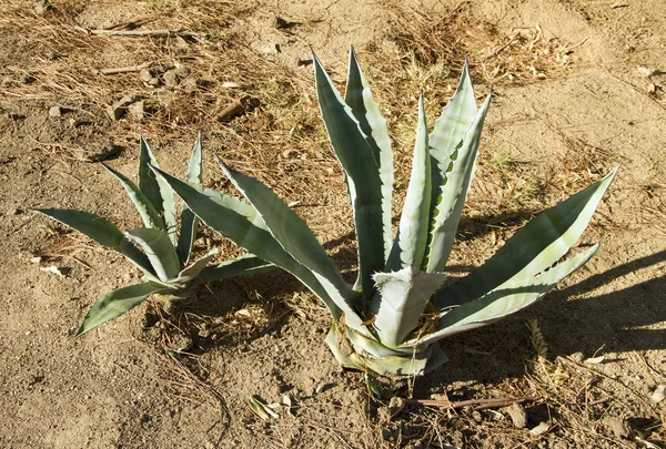 Vilda aloe. — Stockfoto