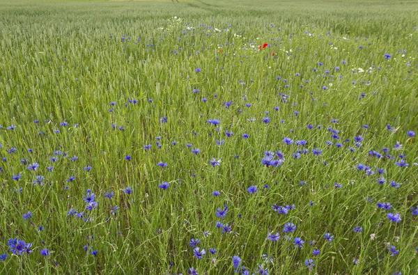 Erva daninha no campo . — Fotografia de Stock