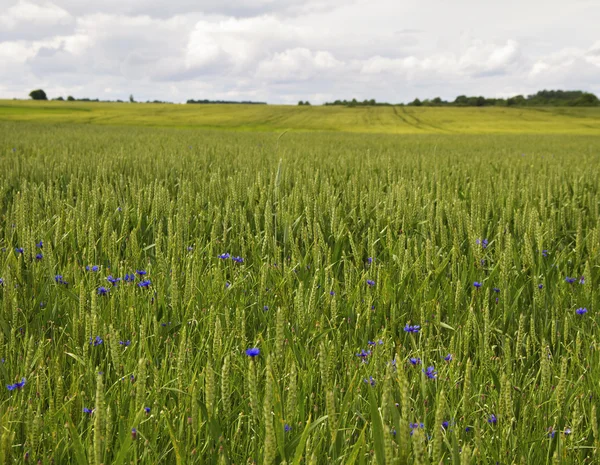 Erba nel campo . — Foto Stock