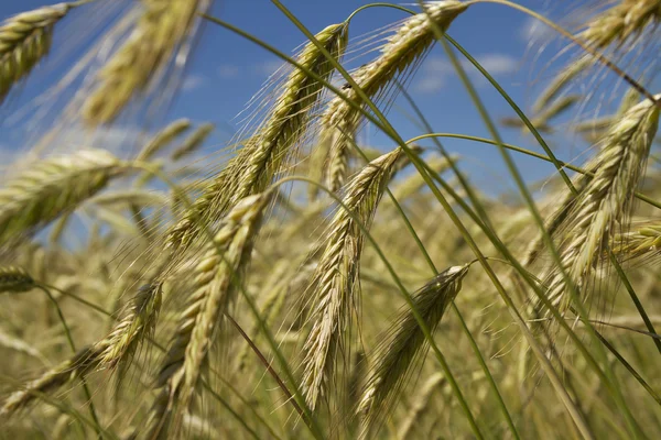 Gerst veld. — Stockfoto