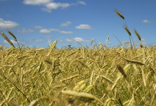 Gerst veld. — Stockfoto