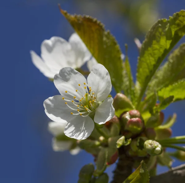 Jaro v zahradě. — Stock fotografie