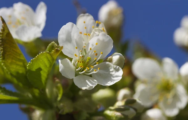 Jaro v zahradě. — Stock fotografie