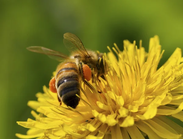 Abeille sur la fleur. — Photo