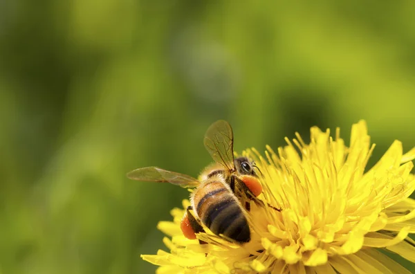 Abeille sur la fleur. — Photo