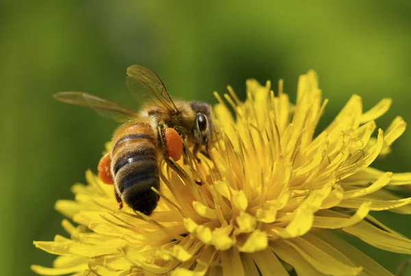 Pszczoła na kwiatku. — Zdjęcie stockowe