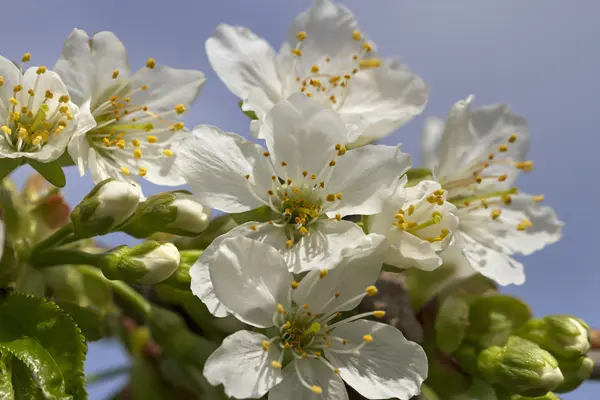 Flor de cerezo. — Foto de Stock