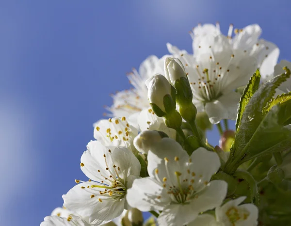 Flor de cerezo. — Foto de Stock