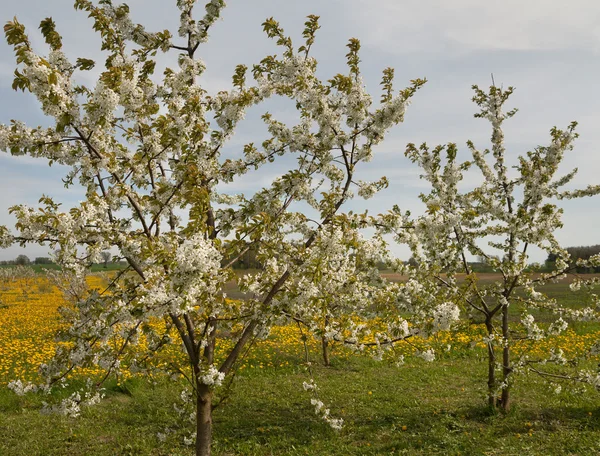 Frühling auf dem Beerenfeld. — Stockfoto