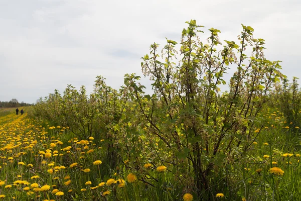 Primavera no campo de bagas . — Fotografia de Stock