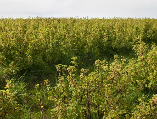 Primavera sul campo di bacche . — Foto Stock