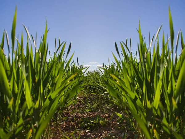 Growing wheat. — Stock Photo, Image