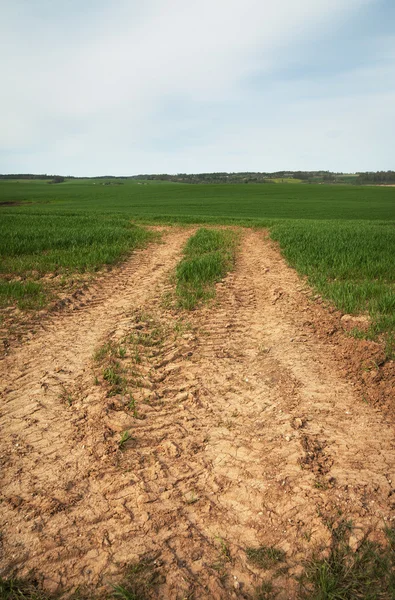 Trigo em crescimento . — Fotografia de Stock