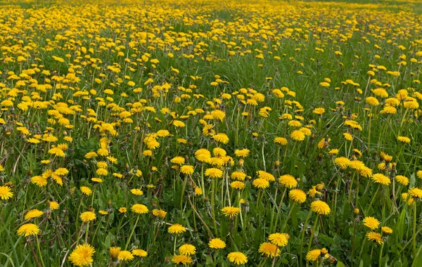 Field of dandelions. — Stock Photo, Image