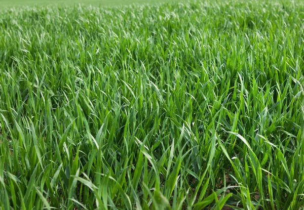 Growing wheat. — Stock Photo, Image