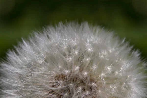 White dandelion. — Stock Photo, Image