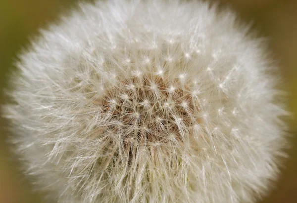 Biel dandelion. — Zdjęcie stockowe