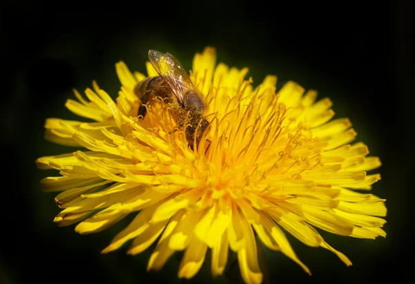 Bijen op de bloem. — Stockfoto