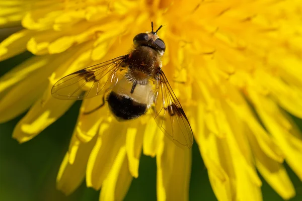 Mouche sur la fleur . — Photo