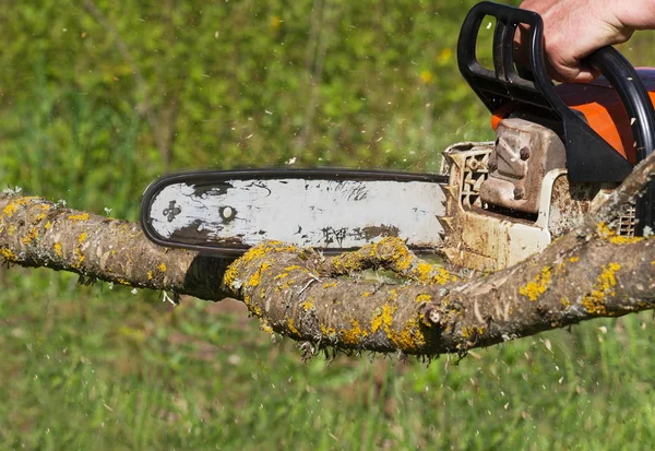 Man snijdt een boom. — Stockfoto