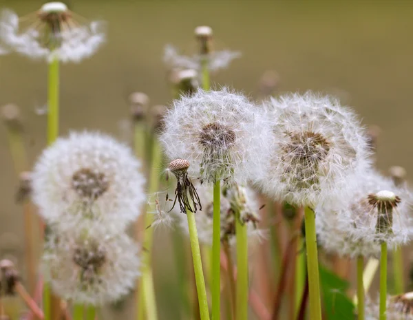 Fluffy dandelions. — Stock Photo, Image