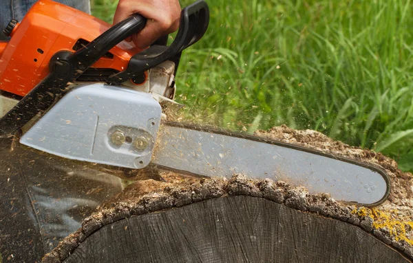 Man skär ett träd. — Stockfoto