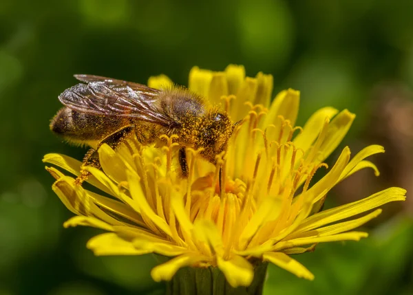 Abeja en el diente de león amarillo . — Foto de Stock