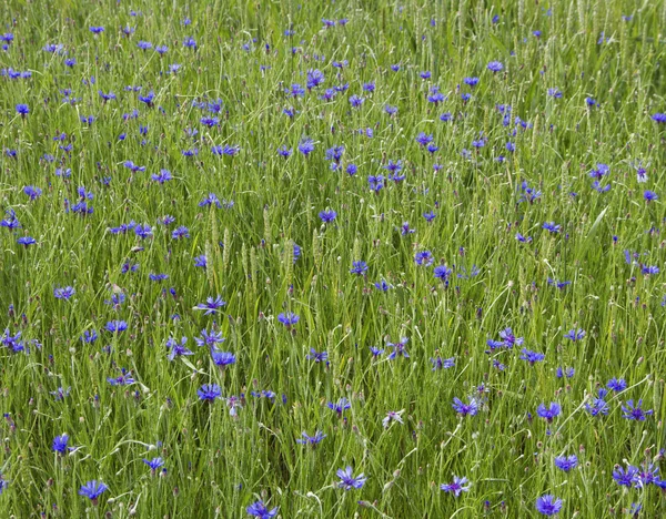 Unkraut auf dem Feld. — Stockfoto