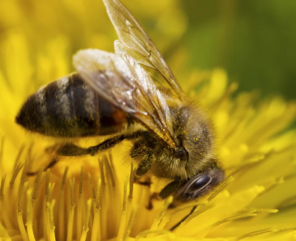 Abeja en la flor. — Foto de Stock