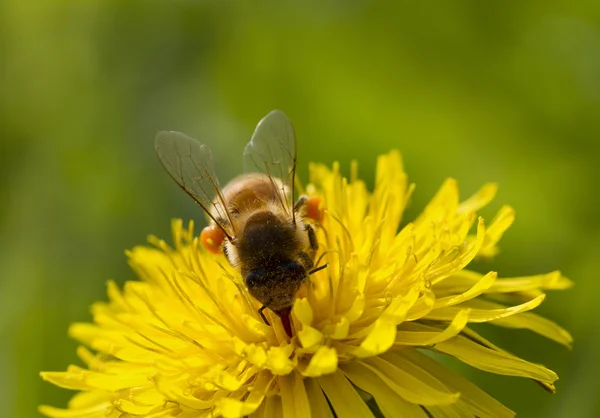 蜜蜂在花朵上. — 图库照片