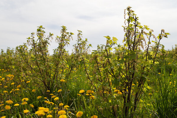 Spring on the berry field.