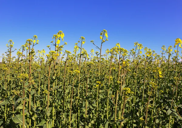 Canola no campo . — Fotografia de Stock