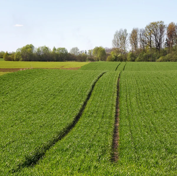 Trigo em crescimento . — Fotografia de Stock