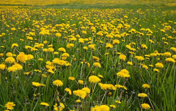 Field of dandelions. — Stock Photo, Image