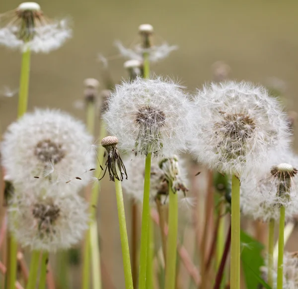 Fluffy dandelions. — Stock Photo, Image