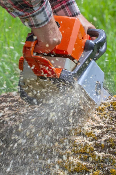 Man skär ett träd. — Stockfoto