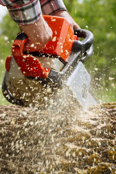 Man skär ett träd. — Stockfoto